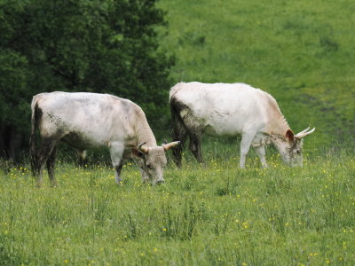 Chillingham Wild Cattle
