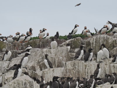 Puffins and guillemots nicely sorted