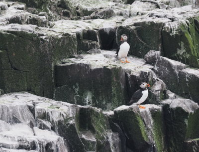 Puffin kingdom