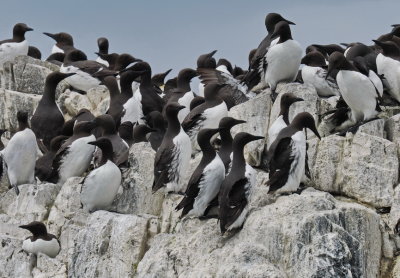 Guillemot meeting