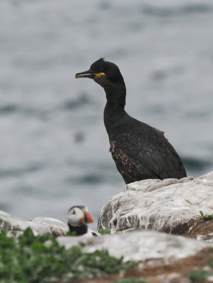 European shag with puffin