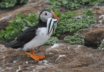 Puffin delivering lunch to the burrow