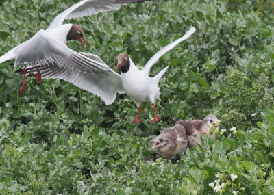 Black-headed gulls coming to check on their offspring
