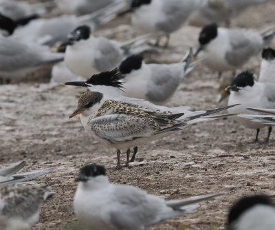 Young Sandwich tern among its tufted adult community