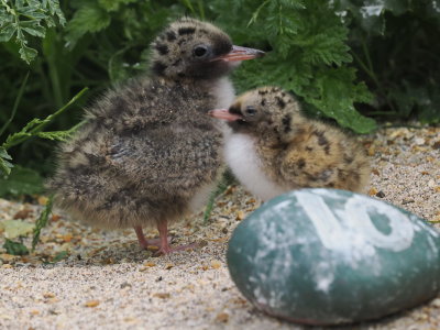 Arctic tern chicks