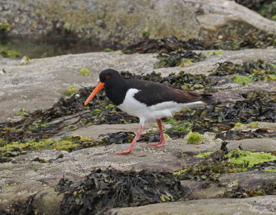 Eurasian oystercatcher