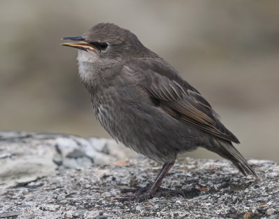 Starling saying PLEASE