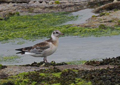 Young black-headed gull