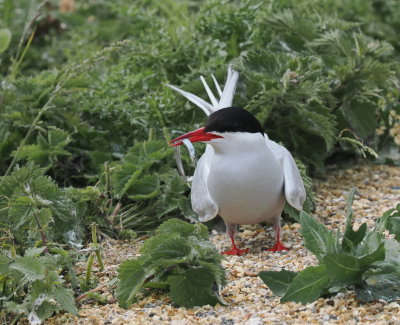 Arctic tern with one fish