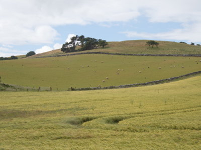Grazing sheep