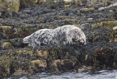 Seal viewing the tourists