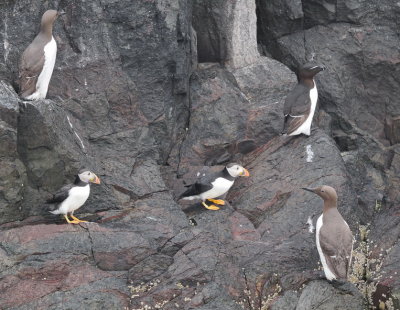 Gathering of puffins guillemots and razorbill