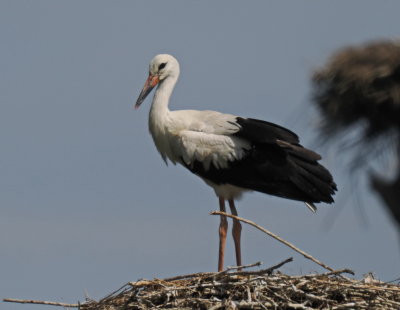 Young stork surveying the area