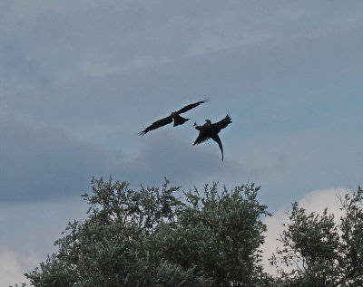 Black kites attacking each other in flight