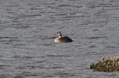 Young crested grebe still sporting some of its juvenile plumage