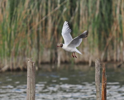 Black-headed gull about to land on its perch