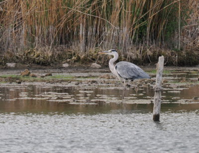 Heron fishing in low water