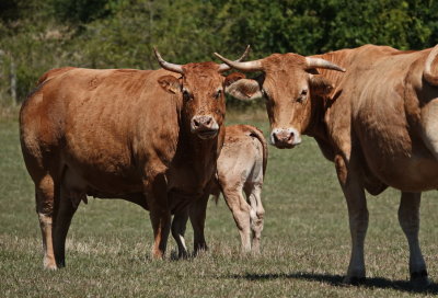 Limousin cows with calf