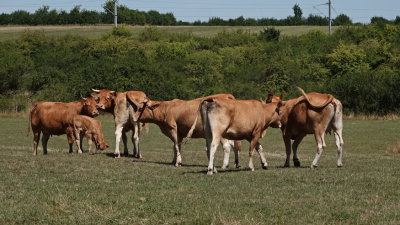 Limousin herd