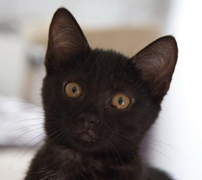Black kitties are beautiful