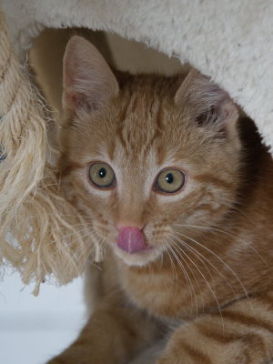 3-month-old ginger cat