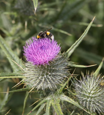Bumblebee with thistle