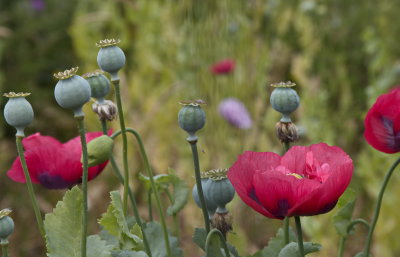 Poppies