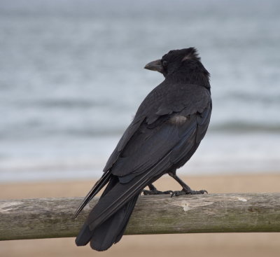 Crow