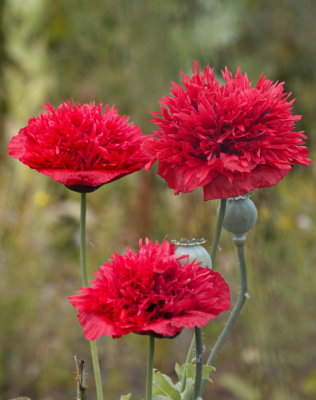 Jazzy-style poppy