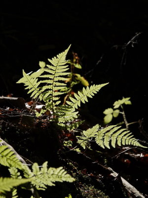 Fern lit up by the sun