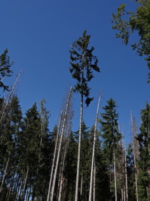 Struggling fir trees
