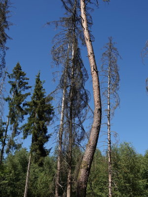 Damaged forest