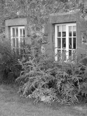 Thistles BW