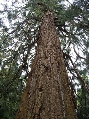 Sequoia