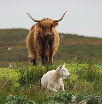 Highland cow and sheep along the coastal road