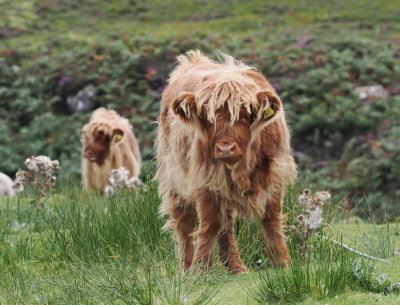 Highland cow sporting a tousled look