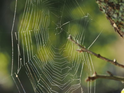 Slightly erratic spiderweb