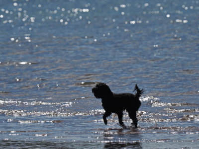 A happy dog on Sands Beach