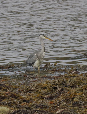 Heron fishing in Applecross Bay
