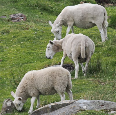 Sheep line-up