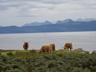Highland cows in their natural habitat