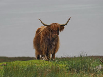 Majestic Highlander cow