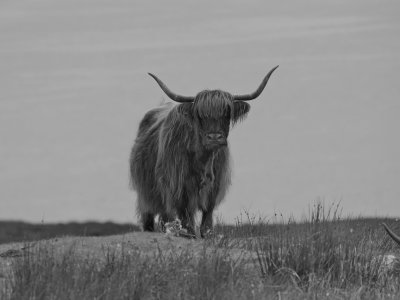 Majestic Highlander cow BW