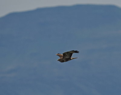 Common buzzard surfing above the Inner Sound