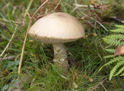 Bogginess conducive to mushroom growth