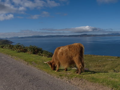 Highland cow with a spectacular view