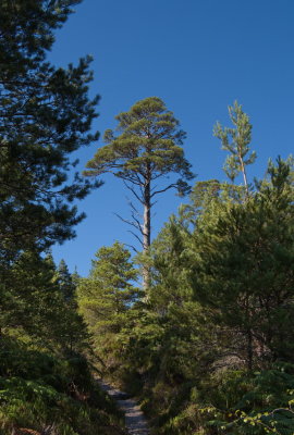 Scots pine tree standing proud