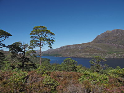 Loch Maree from Beinn Eighe Nature Reserve with Scots pine trees