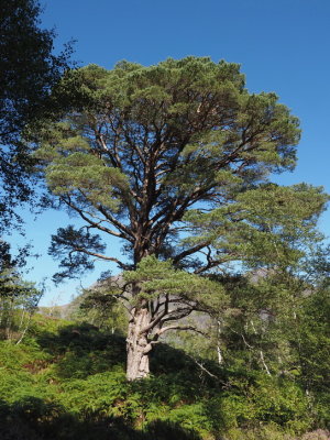 Ancient Scots pine