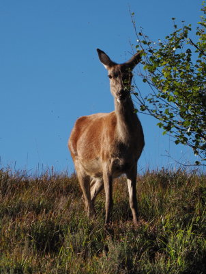 Female red deer - called a hind
